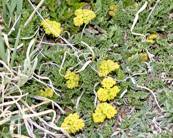 Alpine Parsley