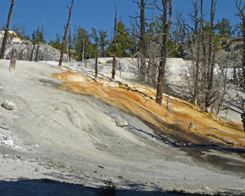 A spot of color among the dead and white slopes