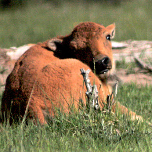 Bison calf lying on ground looks back over its shoulder toward viewer