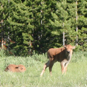 Two small bison calves by river bank