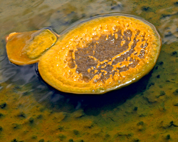 Strange orange thermophile structure resembling a mushroom