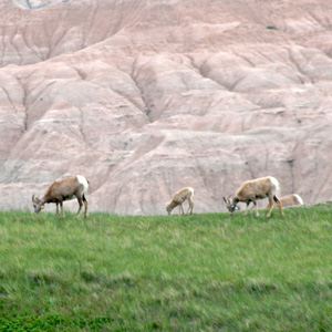 Ewes and young sheep on a grassy ridge with badlands behind them