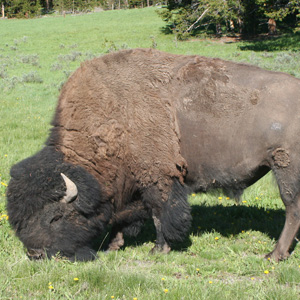 Sunlight on a large bison close up