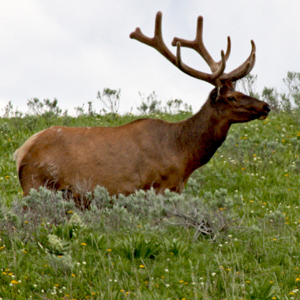 Large bull elk with good antlers