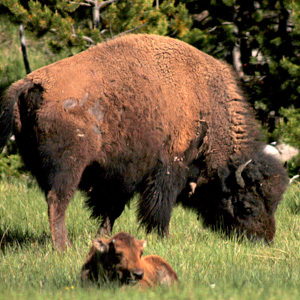 Big bison behind a baby bison