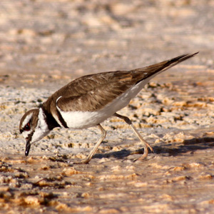 Killdeer poking around in hot spring runoff