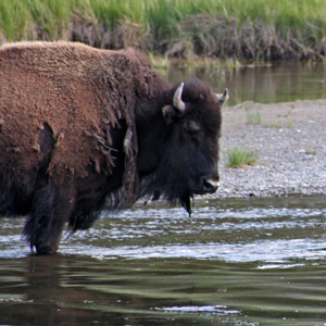 Two bison in river, one shaking its head