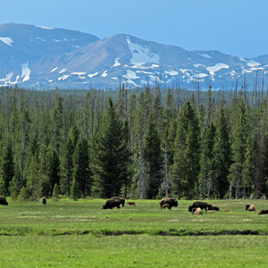 Bison near Gibbon River with mountains in the background