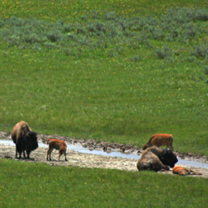 Small bison calves and adults by a tiny stream in grassy meadow