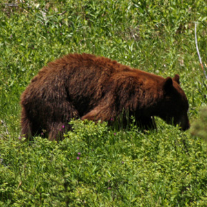 Black bear wandering through grasses