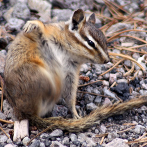 Least chipmunk scratching itself