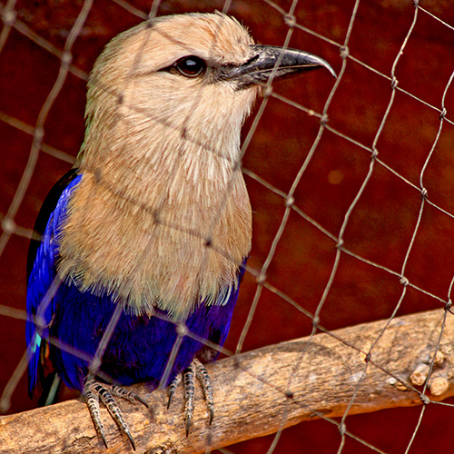 This bird looks through a fine mesh netting, and has a brilliant blue color on its abdomen