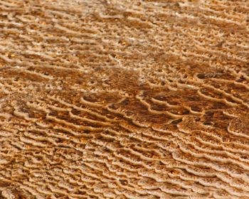 Close up of travertine, looking like terraces on a mountain