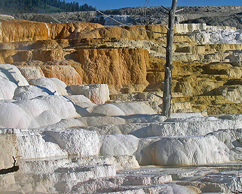 Many colors at Canary Spring, but no bright yellows