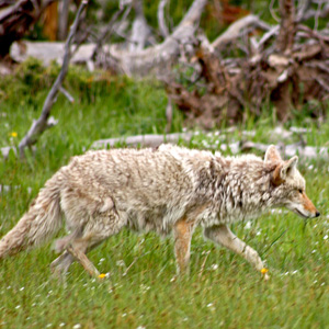 A coyote walking through a meadow, its coat is pretty thick