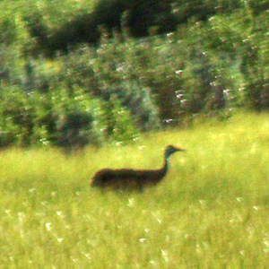 Sandhill crane silhouetted in profile in meadow