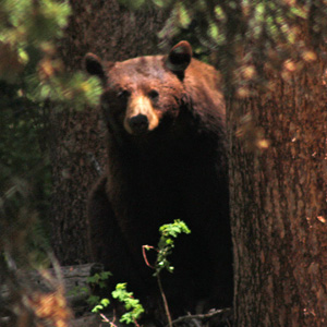 Bear looks straight at us from behind a tree