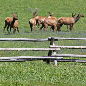Large group of elk cows in meadow tinged blue by flowers