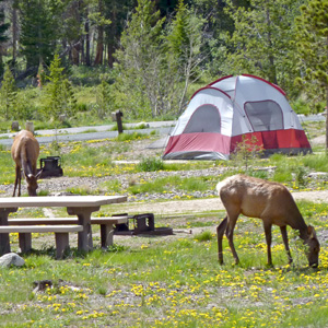 A few elk browse among picnic tables and tents