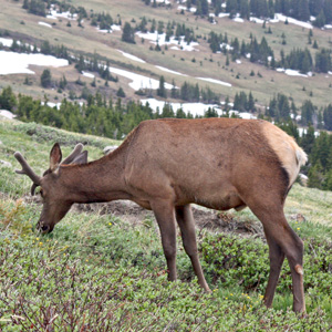 Young bull elk browsing among snow and alpine plants