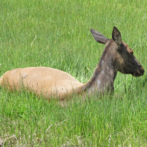 Placid young elk cow resting in meadow