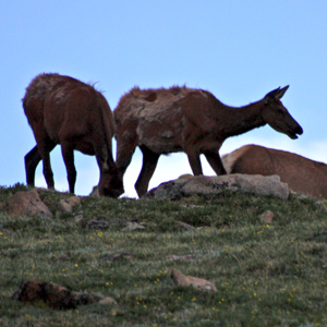 Elk silhouetted on rocky ridge