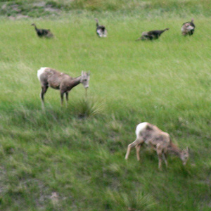 cluster of bighorn sheep (no rams) with a small flock of turkeys behind them