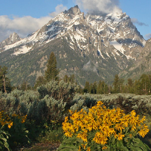 Flowers and Grand Teton and Teewinot