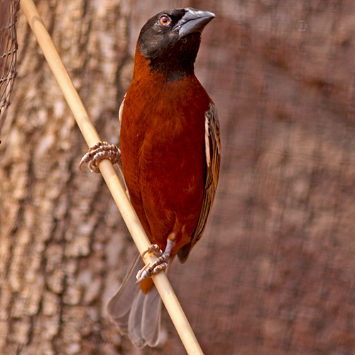 A chestnut weaver perches on a stick, and looks up