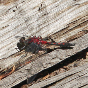 Ruby red color of a Hudsonian Whiteface dragonfly
