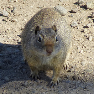 Uinta Ground Squirrel (spermophilus armatus) approaching with a crawl.