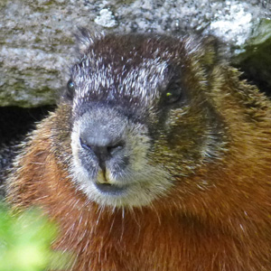 Very close-up shot of a marmot