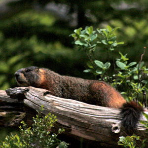 Marmot stretched out on downed tree