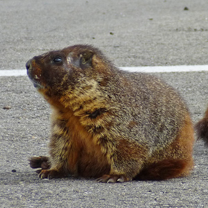 Marmot on road looks up