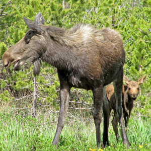 A young moose calf looks out from behind mother moose's hind legs