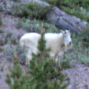 A grainy and somewhat blurry photo of a mountain goat high up on a mountainside