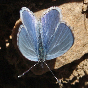 A close-up shot of a Northern Blue with sun glinting on its irridescent wings