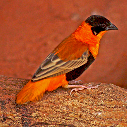 A Northern Orange Weaver perches on a log or branch