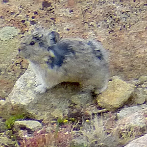 Pika on a rock