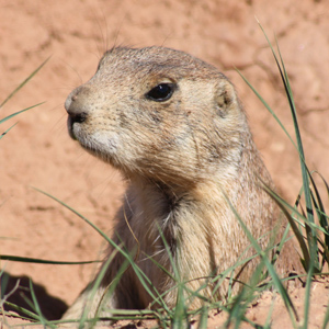 prairie dog peeking out of hole