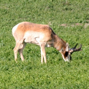 Pronghorn grazing in grassland