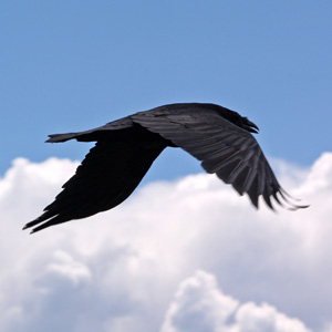 Raven flying above the clouds