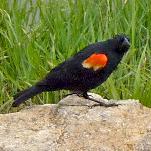 Red-winged blackbird perched on a rock 