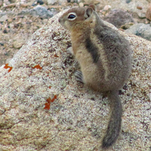 Golden Mantled Ground Squirrel on a rock with spots of red lichen