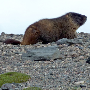 Profile of marmot on rocky ground