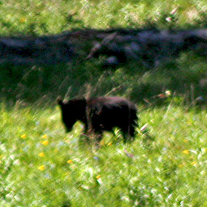 Small black bear far away in the meadow