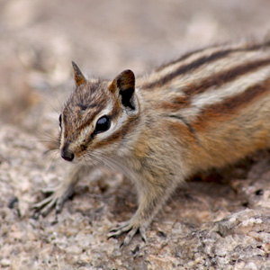 Least Chipmunk looking very alert