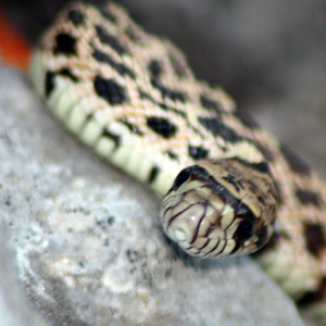 Bull snake peaks out from rocks