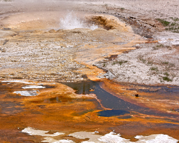 Orange color of bacteria thermophiles