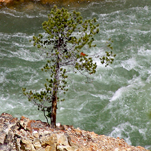 Tree over Yellowstone River